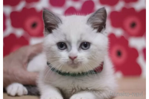 成約済の東京都のブリティッシュショートヘア-102271の2枚目